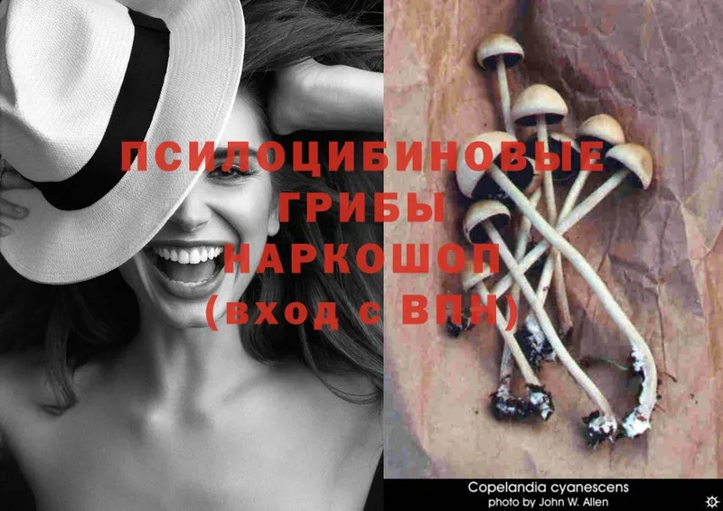 Галлюциногенные грибы Psilocybe  Курчалой 