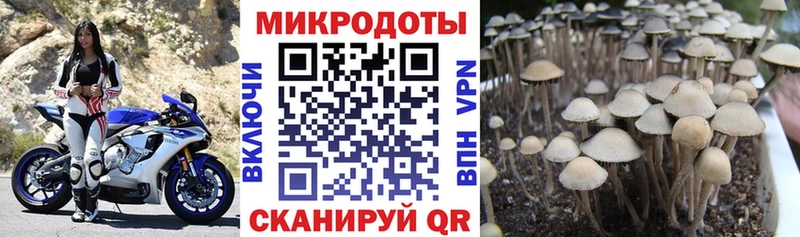 дарк нет клад  Курчалой  Псилоцибиновые грибы мицелий 